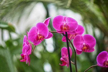 orchids at botanical garden