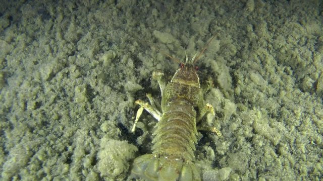 European crayfish buries itself in muddy bottom, medium shot, rear view.

