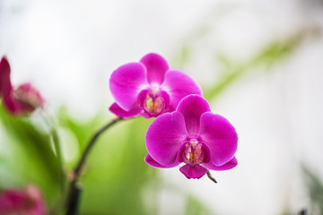 orchids at botanical garden