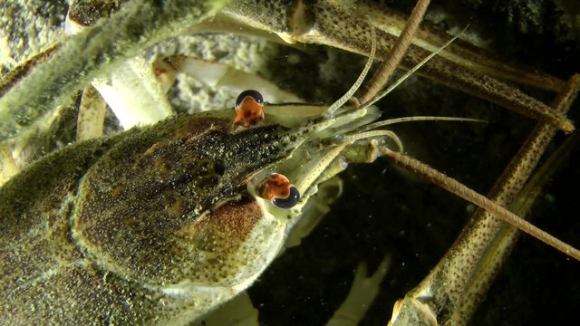 Portrait of a European crayfish, close-up, top view.

