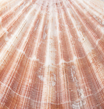 macro of shell