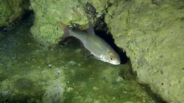 Rudd (Scardinius erythrophthalmus): swim on a background of stones, then leaves the frame.
