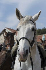 Obraz premium white horse with saddle