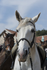 white horse with saddle in ranch