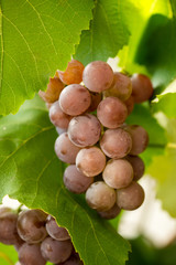 Bunches of red grapes on grapevine. Selective focus.