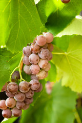 Bunches of red grapes on grapevine. Selective focus.