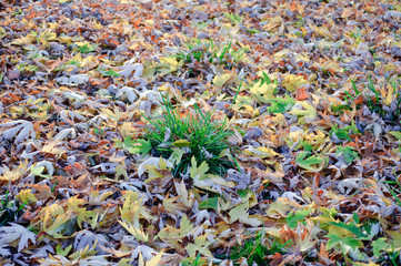 herbstliches Laub - im Sonnenlicht - auf dem Boden liegend