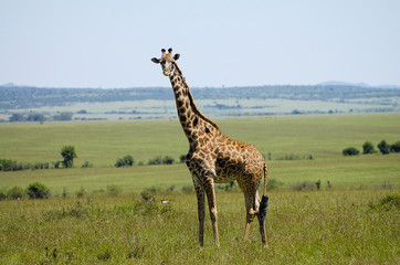Naklejka na ściany i meble Giraffes - Masai Mara - Kenya