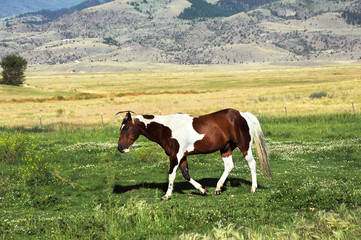 Fototapeta na wymiar Horse trots across a meadow in Paradise Valley in Montana.