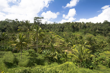 Fototapeta na wymiar Rice camp in Bali