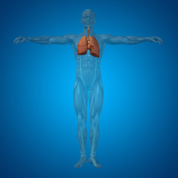 Conceptual anatomical human or man 3D respiratory system