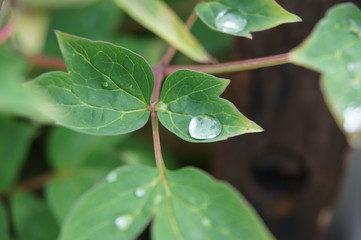 The drop on the leaf
