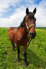 Fototapeta premium Natural rural background with farm animal - chestnut horse grazing on field.