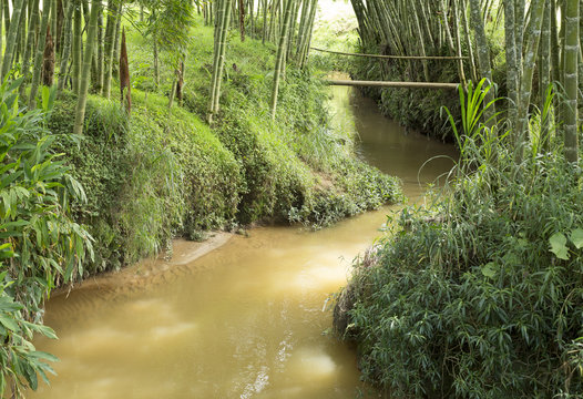 Bosque de bambú con río.
