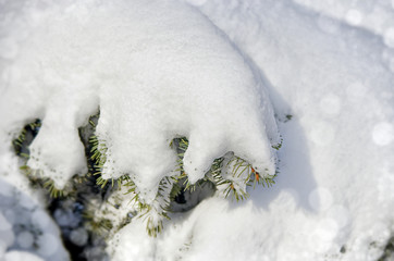 Frozen coniferous branches covered with winter snow.