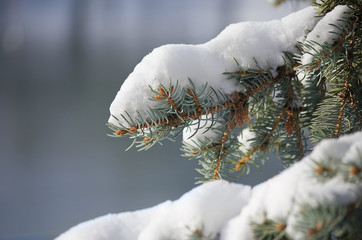 Frozen coniferous branches covered with winter snow.