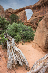 Juniper at Double O Arch