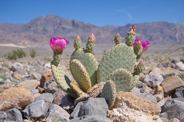 Blooming Beavertail Cactus in Death Valley