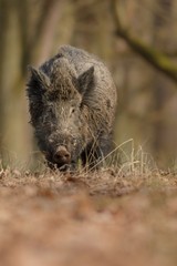Wild boar/wild boar