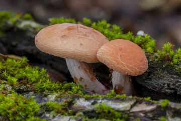 Rhodotus palmatus growing in a trunk