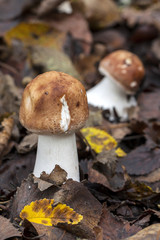 Macrolepiota rhacodes growing in soil in autumn