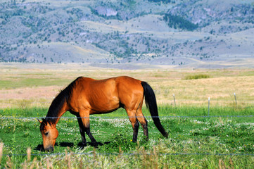 Grazing brown horse enjoys his home pasture in Paradise Valley, Montana.