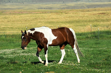 Naklejka na ściany i meble Paradise Valley livestock enjoys the green grass of pasture. Horse is brown and white.