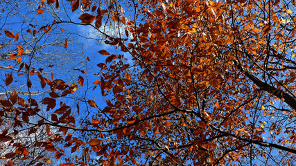 autumn leafs under the blue sky