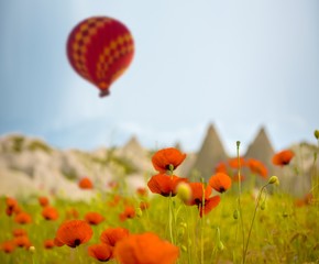 air balloon over poppies field Cappadocia, Turkey