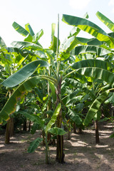 Obraz premium plantacja bananów.