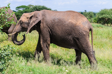 Naklejka na ściany i meble Muddy elephant in Tarangire Park, Tanzania
