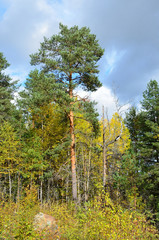 Fototapeta premium Смешанный лес с преобладанием сосен, Карелия