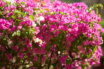 flowering plants in Vietnam