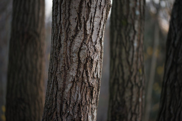 Obraz premium Forest