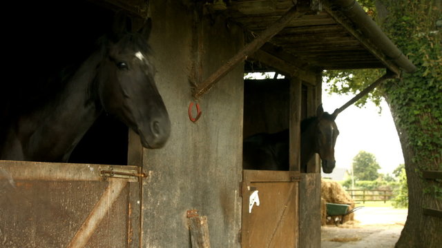 Horses in stable in the countryside