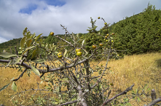 Wild Pear. Crimea, September.