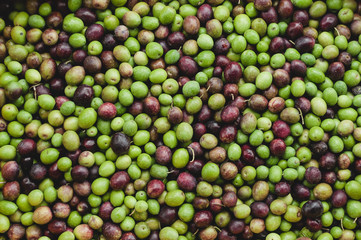 Raccolta delle Olive