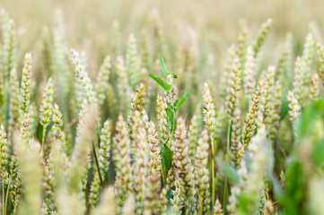 Ripening rye ears on field closeup