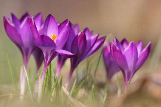 Fr&uuml;hling - Krokos -Schwertliliengew&auml;chse
