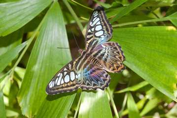 Close-up of a Blue Clipper Butterfly (Parthenos sylvia) species of nymphalid butterfly found in South and South-East Asia, mostly in forested areas.
