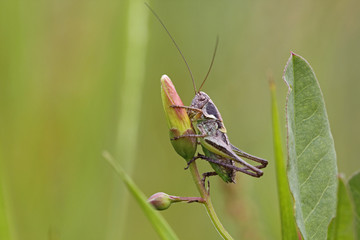Heuschrecken - Graßhüpfer