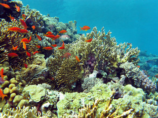 colorful coral reef with fishes Anthias in tropical sea, underwater