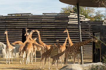 Naklejka premium The group of west african giraffes.