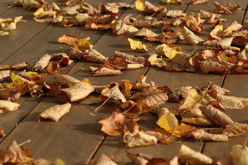 Laub/Blätter im Herbst