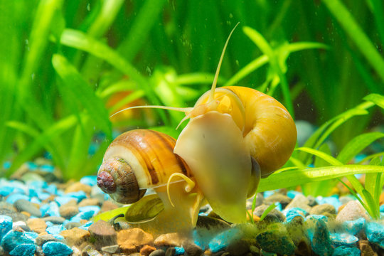 Two snails Ampularia yellow and brown striped eat algae on the walls of the aquarium
