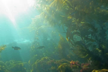 Sea life underwater kelp forest at California island © kgrif