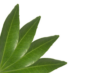 Fresh green leaves on a light background