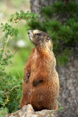 Naklejka na ściany i meble Standing yellow-bellied marmot