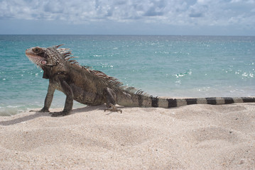 Naklejka premium Green Iguana on the beach in the US Virgin Islands 
