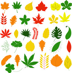 Set leaves